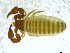  ( - BGE_00501_D02)  @11 [ ] Copyright (2024) Unspecified Croatian Biospeleological Society