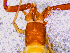  ( - BGE_00505_B08)  @11 [ ] Copyright (2024) Unspecified Croatian Biospeleological Society