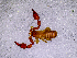  ( - BGE_00505_B12)  @11 [ ] Copyright (2024) Unspecified Croatian Biospeleological Society