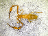  ( - BGE_00506_A12)  @11 [ ] Copyright (2024) Unspecified Croatian Biospeleological Society