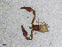  ( - BGE_00506_B11)  @11 [ ] Copyright (2024) Unspecified Croatian Biospeleological Society