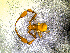  ( - BGE_00506_C01)  @11 [ ] Copyright (2024) Unspecified Croatian Biospeleological Society