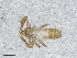  ( - BGE_00506_D01)  @11 [ ] Copyright (2024) Unspecified Croatian Biospeleological Society