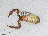  ( - BGE_00506_E04)  @11 [ ] Copyright (2024) Unspecified Croatian Biospeleological Society
