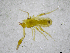  (Chthonius carinthiacus - BGE_00502_D03)  @11 [ ] Copyright (2024) Unspecified Croatian Biospeleological Society