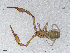  ( - BGE_00506_F06)  @11 [ ] Copyright (2024) Unspecified Croatian Biospeleological Society