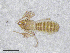  (Chthonius sp. T - BGE_00506_F12)  @11 [ ] Copyright (2024) Unspecified Croatian Biospeleological Society
