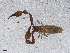  ( - BGE_00506_H04)  @11 [ ] Copyright (2024) Unspecified Croatian Biospeleological Society
