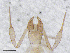  (Chthonius cf. occultus - BGE_00506_H06)  @11 [ ] Copyright (2024) Unspecified Croatian Biospeleological Society