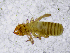  ( - BGE_00508_A04)  @11 [ ] Copyright (2025) Unspecified Croatian Biospeleological Society
