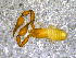 ( - BGE_00508_B03)  @11 [ ] Copyright (2024) Unspecified Croatian Biospeleological Society