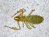  (Chthonius sp. 1. MP - BGE_00508_C06)  @11 [ ] Copyright (2025) Unspecified Croatian Biospeleological Society