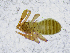  ( - BGE_00508_E10)  @11 [ ] Copyright (2025) Unspecified Croatian Biospeleological Society