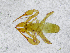  (Chthonius cf. exarmatus - BGE_00508_F12)  @11 [ ] Copyright (2024) Unspecified Croatian Biospeleological Society