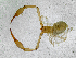  ( - BGE_00508_G06)  @11 [ ] Copyright (2024) Unspecified Croatian Biospeleological Society