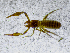  ( - BGE_00508_G09)  @11 [ ] Copyright (2024) Unspecified Croatian Biospeleological Society