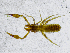  ( - BGE_00508_G09)  @11 [ ] Copyright (2024) Unspecified Croatian Biospeleological Society