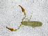  ( - BGE_00508_G11)  @11 [ ] Copyright (2024) Unspecified Croatian Biospeleological Society