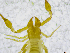  (Chthonius heterodactylus - BGE_00502_E02)  @11 [ ] Copyright (2024) Unspecified Croatian Biospeleological Society