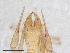  (Globochthonius caligatus - BGE_00507_F03)  @11 [ ] Copyright (2024) Unspecified Croatian Biospeleological Society