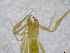  ( - BGE_00502_F03)  @11 [ ] Copyright (2024) Unspecified Croatian Biospeleological Society