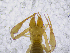  ( - BGE_00507_C01)  @11 [ ] Copyright (2024) Unspecified Croatian Biospeleological Society
