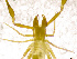  (Chthonius concii - BGE_00501_E06)  @11 [ ] Copyright (2024) Unspecified Croatian Biospeleological Society