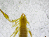  (Chthonius lucanus - BGE_00502_H03)  @11 [ ] Copyright (2024) Unspecified Croatian Biospeleological Society