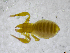  ( - BGE_00502_H06)  @11 [ ] Copyright (2024) Unspecified Croatian Biospeleological Society