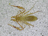  ( - BGE_00501_E11)  @11 [ ] Copyright (2024) Unspecified Croatian Biospeleological Society