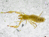  ( - BGE_00503_A08)  @11 [ ] Copyright (2024) Unspecified Croatian Biospeleological Society