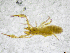  (Chthonius siculus - BGE_00503_A08)  @11 [ ] Copyright (2024) Unspecified Croatian Biospeleological Society