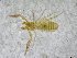  ( - BGE_00503_A09)  @11 [ ] Copyright (2024) Unspecified Croatian Biospeleological Society