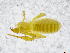  (Chthonius troglophilus - BGE_00503_A10)  @11 [ ] Copyright (2024) Unspecified Croatian Biospeleological Society
