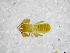  (Chthonius tyrrhenicus - BGE_00503_A11)  @11 [ ] Copyright (2024) Unspecified Croatian Biospeleological Society