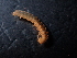  (Brachydesmus likanus - BGE_00514_F07)  @11 [ ] Copyright (c) (2024) Unspecified Croatian Biospeleological Society