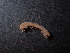  (Brachydesmus sp. Benkovac - BGE_00520_D12)  @11 [ ] Copyright (c) (2024) Unspecified Croatian Biospeleological Society