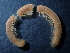  (Pachyiulinae - BGE_00520_F01)  @11 [ ] Copyright (c) (2024) Unspecified Croatian Biospeleological Society