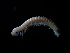  ( - BGE_00520_D08)  @11 [ ] Copyright (c) (2024) Unspecified Croatian Biospeleological Society
