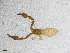 ( - BGE_00507_B01)  @11 [ ] Copyright (2024) Unspecified Croatian Biospeleological Society