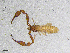  ( - BGE_00507_B02)  @11 [ ] Copyright (2024) Unspecified Croatian Biospeleological Society