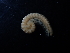  (Haasia jalzici - BGE_00520_D02)  @11 [ ] Copyright (c) (2024) Unspecified Croatian Biospeleological Society