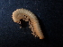  ( - BGE_00514_H03)  @11 [ ] Copyright (c) (2024) Unspecified Croatian Biospeleological Society