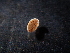  (Hyleoglomeris - BGE_00520_D04)  @11 [ ] Copyright (c) (2024) Unspecified Croatian Biospeleological Society