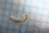  (Stylohylea - BGE_00516_A03)  @11 [ ] CreativeCommons  Attribution (by) (2025) Jana Bedek Croatian Biospeleological Society