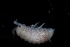  ( - BGE_00516_B08)  @11 [ ] CreativeCommons  Attribution (by) (2025) Jana Bedek Croatian Biospeleological Society