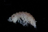  ( - BGE_00516_B08)  @11 [ ] CreativeCommons  Attribution (by) (2025) Jana Bedek Croatian Biospeleological Society