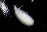  ( - BGE_00516_C09)  @11 [ ] CreativeCommons  Attribution (by) (2025) Jana Bedek Croatian Biospeleological Society