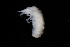  ( - BGE_00516_D06)  @11 [ ] CreativeCommons  Attribution (by) (2025) Unspecified Croatian Biospeleological Society