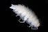  ( - BGE_00516_D09)  @11 [ ] CreativeCommons  Attribution (by) (2025) Unspecified Croatian Biospeleological Society